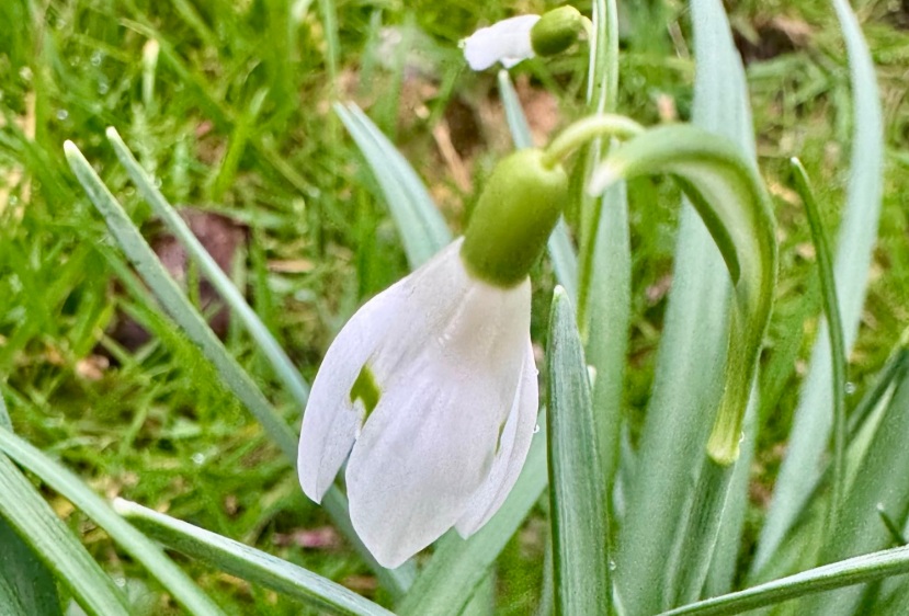 Best woodlands to visit for Snowdrops and Bluebells