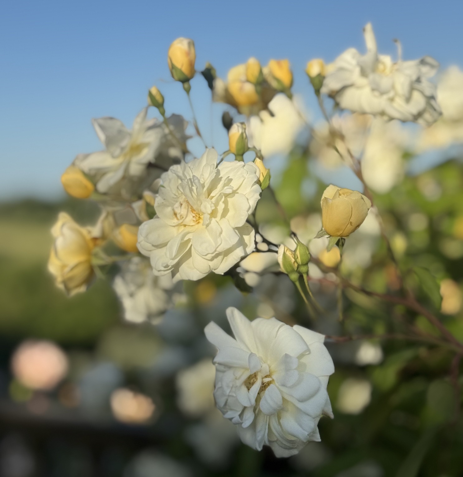 The best flower shows to visit in the UK